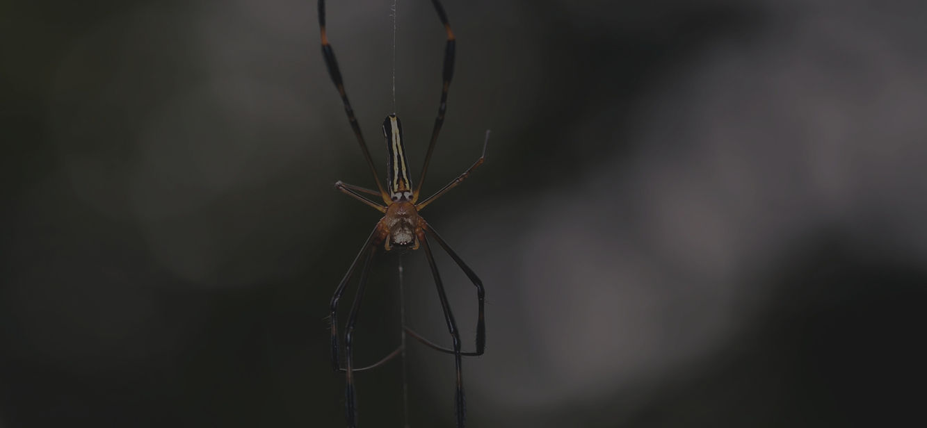 spider-1_edited.jpg